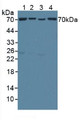 Western Blot; Sample: Lane1: Porcine Brain Tissue; Lane2: Porcine Liver Tissue; Lane3: Porcine Heart Tissue; Lane4: Mouse Brain Tissue.