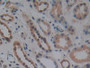 DAB staining on IHC-P; Samples: Human Kidney Tissue;  Primary Ab: 10µg/ml Rabbit Anti-Human WNT10B A