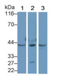 Western Blot; Sample: Recombinant protein.