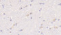 DAB staining on IHC-P; Samples: Mouse Cerebrum Tissue;  Primary Ab: 20μg/ml Rabbit Anti-Mouse WNT5A Antibody Second Ab: 2µg/mL HRP-Linked Caprine Anti-Rabbit IgG Polyclonal Antibody 