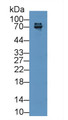 Western Blot; Sample: Mouse Thymus lysate; ; Primary Ab: 2µg/ml Rabbit Anti-Mouse zAP70 Antibody; Second Ab: 0.2µg/mL HRP-Linked Caprine Anti-Rabbit IgG Polyclonal Antibody;