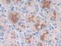 DAB staining on IHC-P; Samples: Human Stomach Tissue;  Primary Ab: 20µg/ml Rabbit Anti-Human MUC3B A