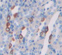 Vang Like Protein 1 (Vangl1) Polyclonal Antibody, Cat#CAU21219