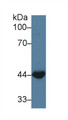 Western Blot; Sample: Bovine Small intestine lysate; Primary Ab: 3µg/ml Rabbit Anti-Bovine WNT3A Antibody Second Ab: 0.2µg/mL HRP-Linked Caprine Anti-Rabbit IgG Polyclonal Antibody