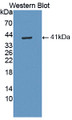 Western Blot; Sample: Recombinant protein.