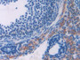 DAB staining on IHC-P; Samples: Mouse Ovary Tissue