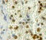 Used in DAB staining on fromalin fixed paraffin-embedded Spleen tissue