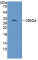 Western Blot; Sample: Recombinant GAB3, Mouse.