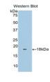 Western Blot; Sample: Recombinant protein.