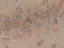 DAB staining on IHC-P; Samples: Rat Brain Tissue; Primary Ab: 10µg/ml Rabbit Anti-Rat RPRM Antibody Second Ab: 2µg/mL HRP-Linked Caprine Anti-Rabbit IgG Polyclonal Antibody