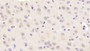 DABstainingonIHC-P.Samples:MouseTissue)