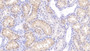 DAB staining on IHC-P; Samples: Porcine Kidney Tissue;  Primary Ab: 10µg/ml Rabbit Anti-Porcine RBP7 Antibody Second Ab: 2µg/mL HRP-Linked Caprine Anti-Rabbit IgG Polyclonal Antibody 