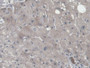 DAB staining on IHC-P; Samples: Human Liver Tissue;  Primary Ab: 20µg/ml Rabbit Anti-Human CNPY2 Ant