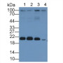 Western Blot; Sample: Lane1: Rat Cerebrum lysate; Lane2: Mouse Cerebrum lysate; Lane3: Porcine Cerebrum lysate; Lane4: Human 293T cell lysate;; Primary Ab: 1µg/mL Gallus Anti-Human Rac1 Antibody; Second Ab: 0.2µg/mL HRP-Linked Rabbit Anti-Gallus IgG Polyclonal Antibody;