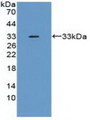 Western Blot; Sample: Recombinant TNFaIP6, Mouse.