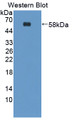 Western Blot; Sample: Recombinant protein.