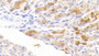 DAB staining on IHC-P; Samples: Mouse Stomach Tissue; Primary Ab: 20μg/ml Rabbit Anti-Mouse RETNLb Antibody Second Ab: 2µg/mL HRP-Linked Caprine Anti-Rabbit IgG Polyclonal Antibody