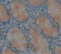 Resistin Like Beta (Retnlb) Polyclonal Antibody, Cat#CAU21342