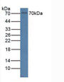 Western Blot; Sample: Human Jurkat Cells.