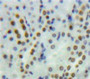 Used in DAB staining on fromalin fixed paraffin-embedded Kidney tissue