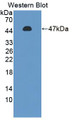 Western Blot; Sample: Recombinant protein.