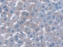 DAB staining on IHC-P; Samples: Mouse Liver Tissue; Primary Ab: 10µg/ml Rabbit Anti-Mouse NQO1 Antibody Second Ab: 2µg/mL HRP-Linked Caprine Anti-Rabbit IgG Polyclonal Antibody