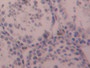 DAB staining on IHC-P; Samples: Mouse Testis Tissue