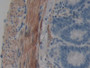 DAB staining on IHC-P; Samples: Rat Intestine Tissue