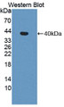 Western Blot; Sample: Recombinant protein.