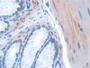 DAB staining on IHC-P; Samples: Mouse Colon Tissue; Primary Ab: 20µg/ml Rabbit Anti-Mouse KIBRA Antibody Second Ab: 2µg/mL HRP-Linked Caprine Anti-Rabbit IgG Polyclonal Antibody