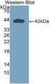 Western Blot; Sample: Recombinant protein.