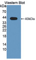 Western Blot; Sample: Recombinant protein.