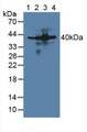 Western Blot; Sample: Lane1: Mouse Heart Tissue; Lane2: Mouse Liver Tissue; Lane3: Mouse Pancreas Tissue; Lane4: Mouse Stomach Tissue.