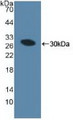 Western Blot; Sample: Recombinant MIB1, Human.