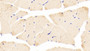 DAB staining on IHC-P; Samples: Mouse Skeletal muscle Tissue;  Primary Ab: 20μg/ml Rabbit Anti-Mouse KEAP1 Antibody Second Ab: 2µg/mL HRP-Linked Caprine Anti-Rabbit IgG Polyclonal Antibody 