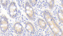 DAB staining on IHC-P; Samples: Human Small intestine Tissue; Primary Ab: 20μg/ml Rabbit Anti-Human KAZALD1 Antibody Second Ab: 2µg/mL HRP-Linked Caprine Anti-Rabbit IgG Polyclonal Antibody