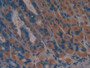 DAB staining on IHC-P; Samples: Mouse Stomach Tissue