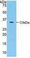 Western Blot; Sample: Recombinant JAG2, Human.