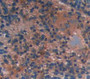 Inositol Polyphosphate-4-Phosphatase Type I 107Kda (Inpp4A) Polyclonal Antibody, Cat#CAU21436