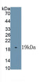 Interleukin 1 Family, Member 9 (IL1F9) Polyclonal Antibody, CAU21440