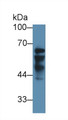 Western Blot; Sample: Human Liver lysate; Primary Ab: 3µg/ml Rabbit Anti-Human IGF2BP2 Antibody Second Ab: 0.2µg/mL HRP-Linked Caprine Anti-Rabbit IgG Polyclonal Antibody