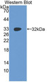 Western Blot; Sample: Recombinant protein.