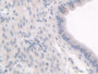 DAB staining on IHC-P; Samples: Mouse Uterus Tissue;  Primary Ab: 30µg/ml Rabbit Anti-Mouse HPS1 Ant