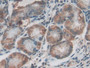 DAB staining on IHC-P; Samples: Human Stomach Tissue