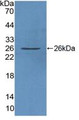 Western Blot; Sample: Recombinant FAM3C, Human.