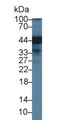 Western Blot; Sample: Human Hela cell lysate; ;Primary Ab: 1µg/ml Rabbit Anti-Human ERLIN2 Antibody;Second Ab: 0.2µg/mL HRP-Linked Caprine Anti-Rabbit IgG Polyclonal Antibody;