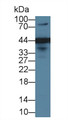 Western Blot; Sample: Human Hela cell lysate; &lt;br/&gt;Primary Ab: 1µg/ml Rabbit Anti-Human ERLIN2 Antibody&lt;br/&gt;Second Ab: 0.2µg/mL HRP-Linked Caprine Anti-Rabbit IgG Polyclonal Antibody&lt;br/&gt;