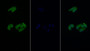 FITC staining on IF; Sample: Human Hela cell;  Primary Ab: 20μg/ml Rabbit Anti-Rat EIF4EBP1 Antibody Second Ab: 1.5μg/ml FITC-Linked Caprine Anti-Rabbit IgG Polyclonal Antibody 