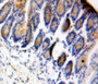 Used in DAB staining on fromalin fixed paraffin-embedded bowels tissue