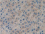 DAB staining on IHC-P; Samples: Rat Liver Tissue